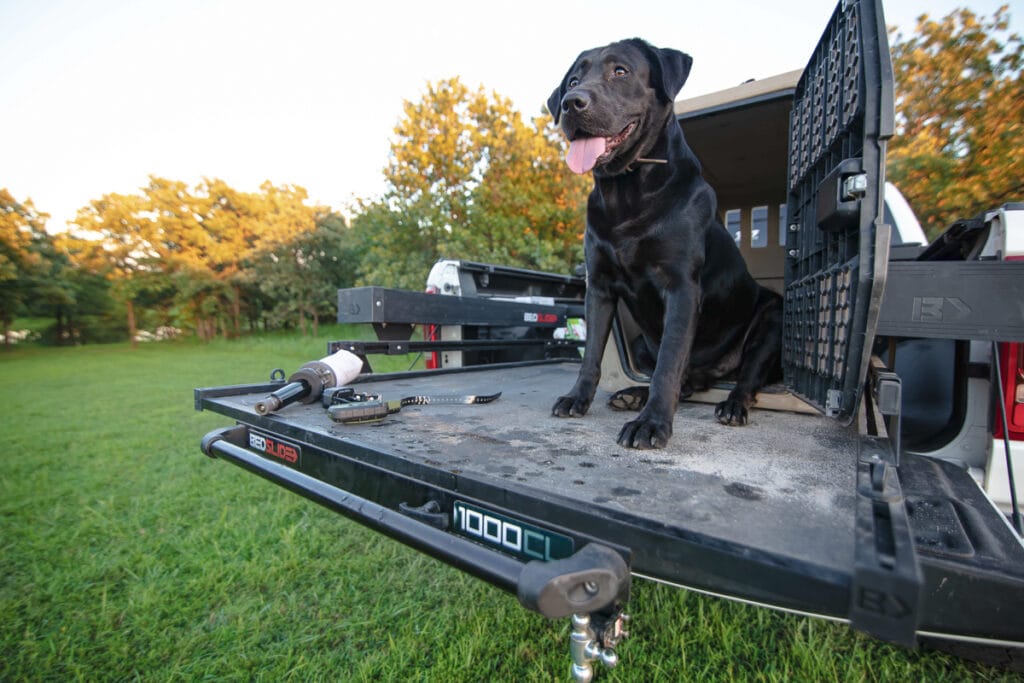 Dog in truck bed