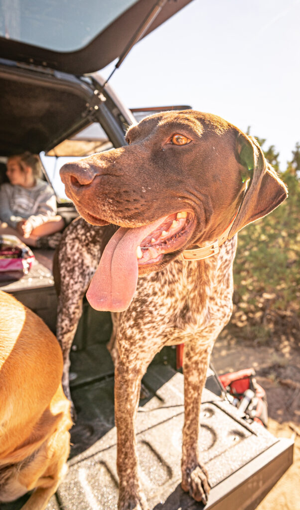 Everyone loves roadtripping with dogs